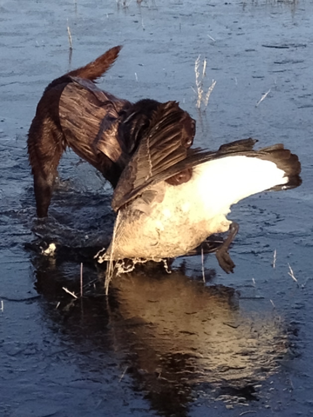 Dakotas, 11months, First Honker